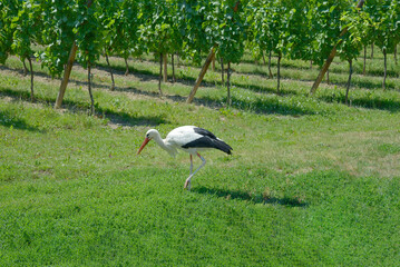 Weissstorch (Ciconia ciconia) in den Weinbergen des Elsass,Frankreich
