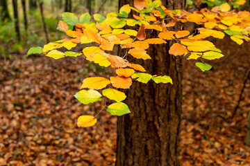Herbstblätter im Münsterland