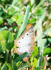 yellow butterfly on green grass
