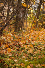 trees in the Park in autumn on a Sunny day