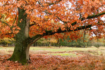 Herbst im Münsterland