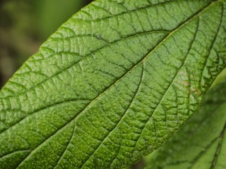 Structure of a green leaf in a close-up shot