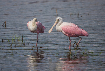 Rosetta spoonbills in pond