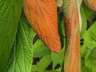 Close-up of the structure and color of a leaf