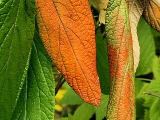 Close-up of the structure and color of a leaf