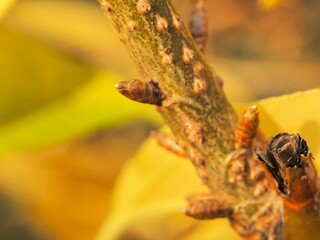 Close-up of a the buds of a yellow branch