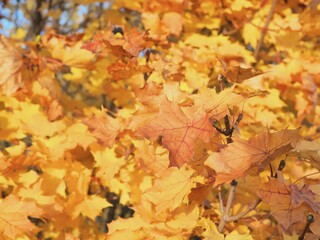 Incredible dense yellow leaves of a tree in fall