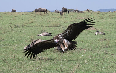 vulture in flight