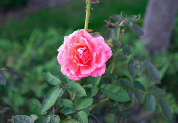Red Rosa chinensis flower with green leaf	