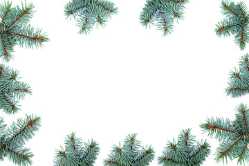 Fototapeta na wymiar Winter background border with flora of blue spruce, on white background with copy space.