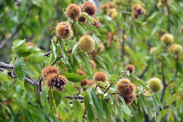 Castañas dentro de  sus erizos, en las ramas de un castaño