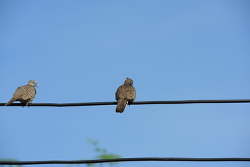 Two doves hung on an electrical cable.