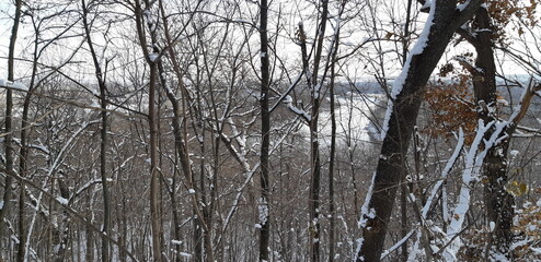 trees in winter