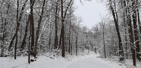 forest in winter