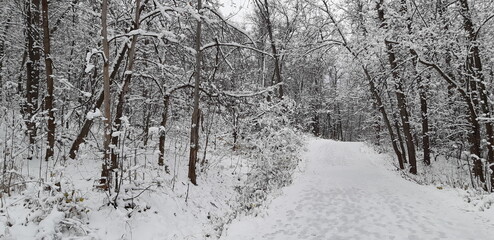 Obraz premium road in winter forest