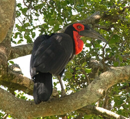 southern ground hornbill in tree