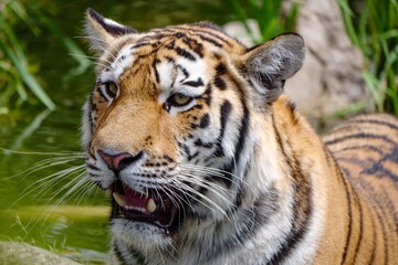 Restless Tiger Looking For Prey