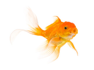 Goldfish isolated on white background