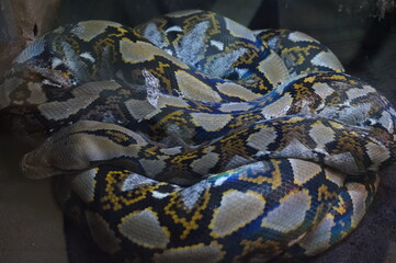 python snake
