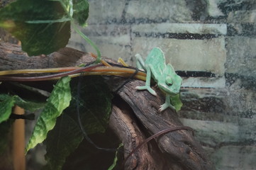 green lizard on a branch