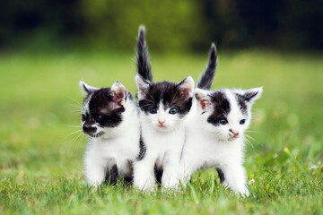 Trzy małe kotki stoją w parku