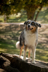 Portrait of Australian shepherd is standing on trunk. He is waiting for other order. This was on photoworkshop in Prague. 