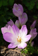 Colchicum autumnale commonly known as autumn crocus, meadow saffron or naked ladies