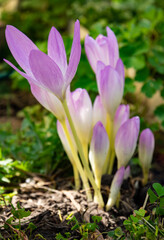 Colchicum autumnale commonly known as autumn crocus, meadow saffron or naked ladies