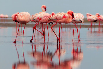 Wild african birds. Group of red flamingo birds on the blue lagoon. Walvis bay, Namibia