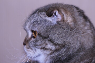 ear lop-eared cat striped color