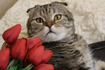 CAT WITH RED TULIPS