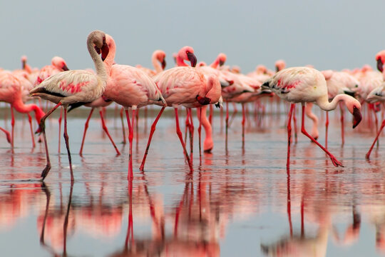 Wild african birds. Group of red flamingo birds on the blue lagoon. Walvis bay, Namibia