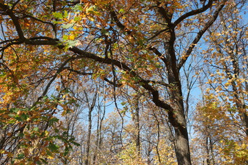 yellow maple tree in autumn
