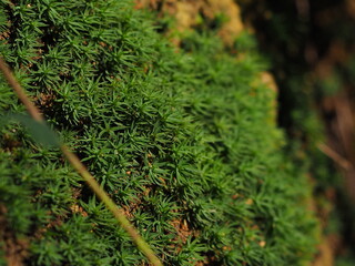 moss on tree