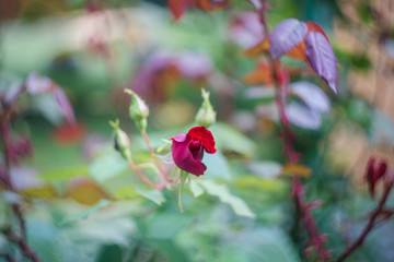 rose buds in the garden, close up