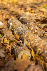 Beautiful autumn view of the wooden parts from the pine. Three logs lie on yellow leaves. Beautiful blurred background for autumn cards and textures.