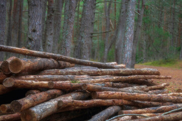 sawn tree trunks lie in the forest