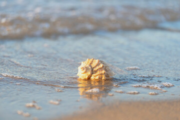 beautiful shell lies on the beach, next to the azure water of the sea