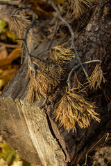 A vertical view of a dry pine branch that lies on a dark hemp in a forest. Beautiful, autumn bluer effect