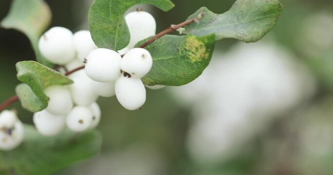 Fruits snow-white laevigatus