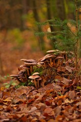 Eine Gruppe von Pilzen im Herbst im Wald im Laub bei trübem Wetter