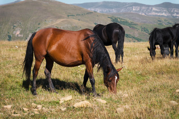 Fototapeta premium Wild Caucasian horses with their foals graze in the high-mountain meadow of the North Caucasus on a sunny day