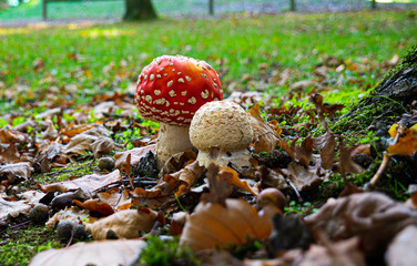 Champignon vénémeux