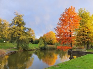 orange color autumnal leaves in park