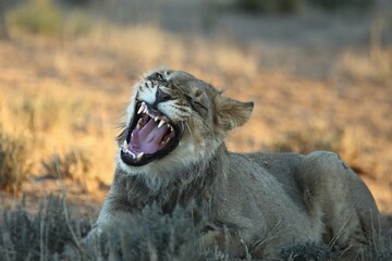 Young lion male (Panthera leo) in red sand in Kalahari Desert. Lion male with open mouth show...