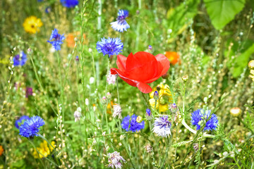 Kleine Wildblumenwiese 