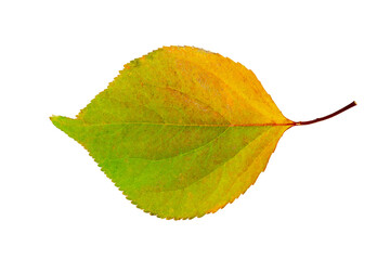 Autumn orange gradient to green leaf with red dots and signs of aging. Apricot leaf during fall.