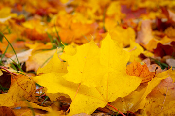 autumn, colorful  yellow leaves on blurred background	