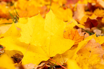 autumn, colorful  yellow leaves on blurred background	
