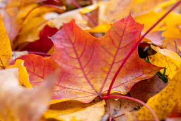 autumn, colorful  yellow leaves on blurred background	